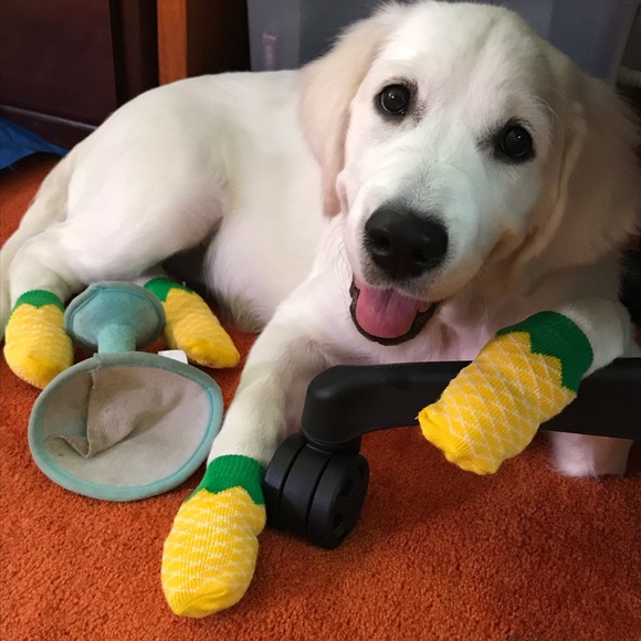 🐶 Pet Friendly Closet! - Picture 4 of 5